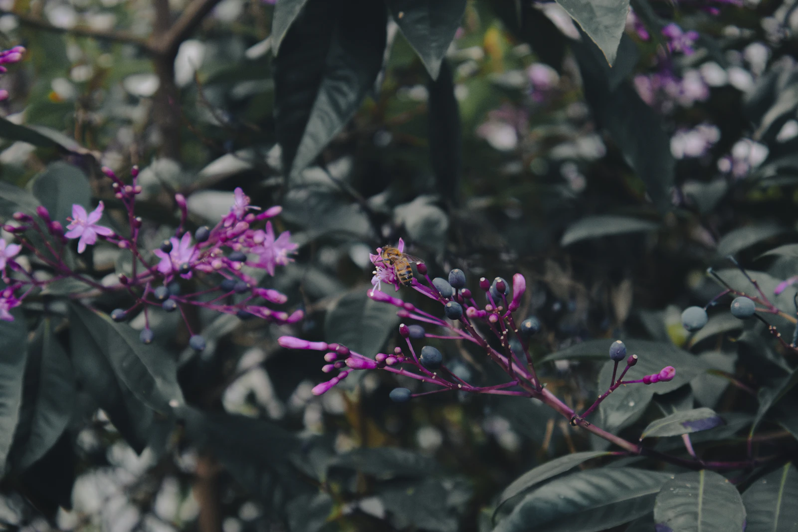 Flores, Guatemala photo 22 by Kevin Serech