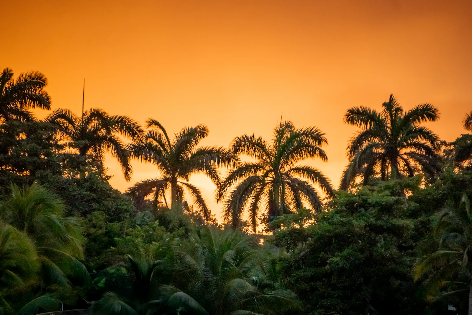 Montego Bay, Jamaica photo 4 by Clay LeConey