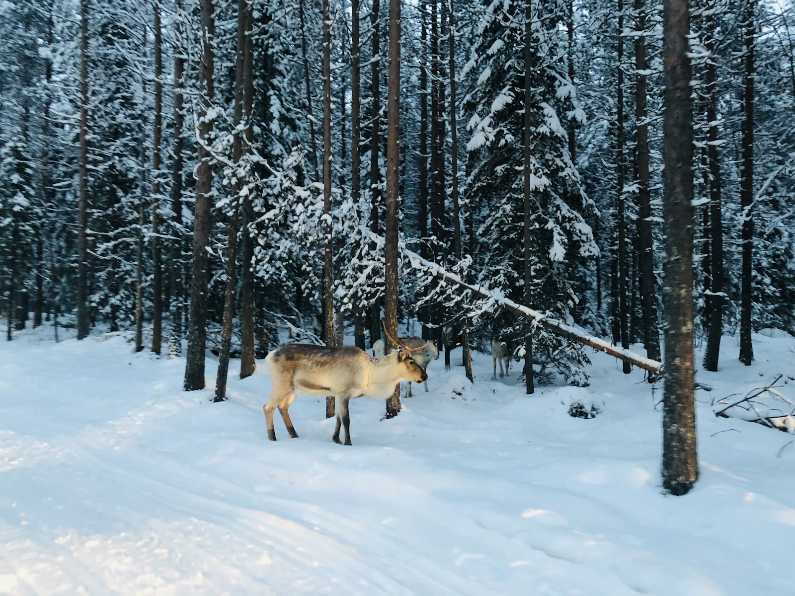 Rovaniemi, Finland photo 17 by Rasheda Akter