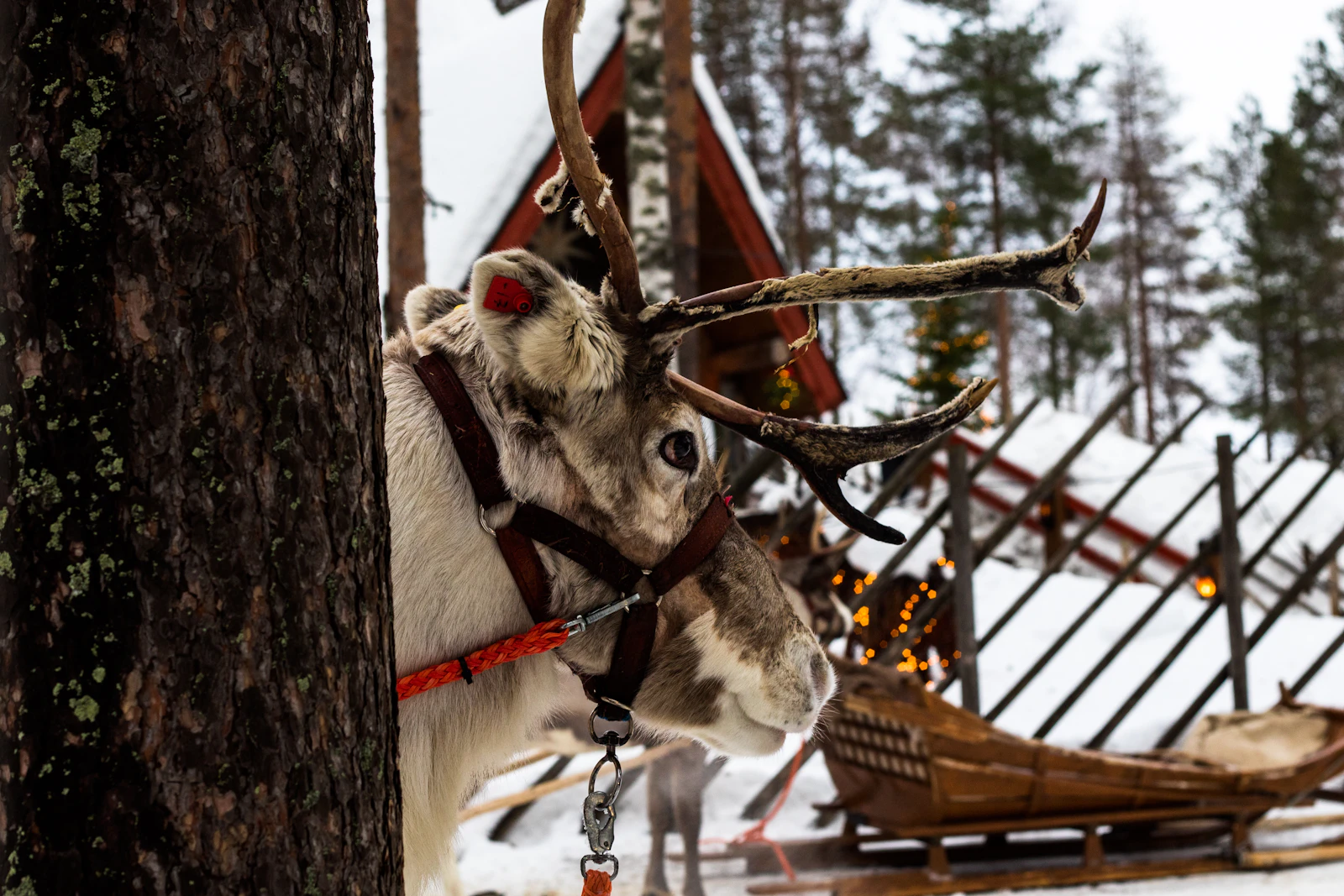 Rovaniemi, Finland photo 15 by shepherd