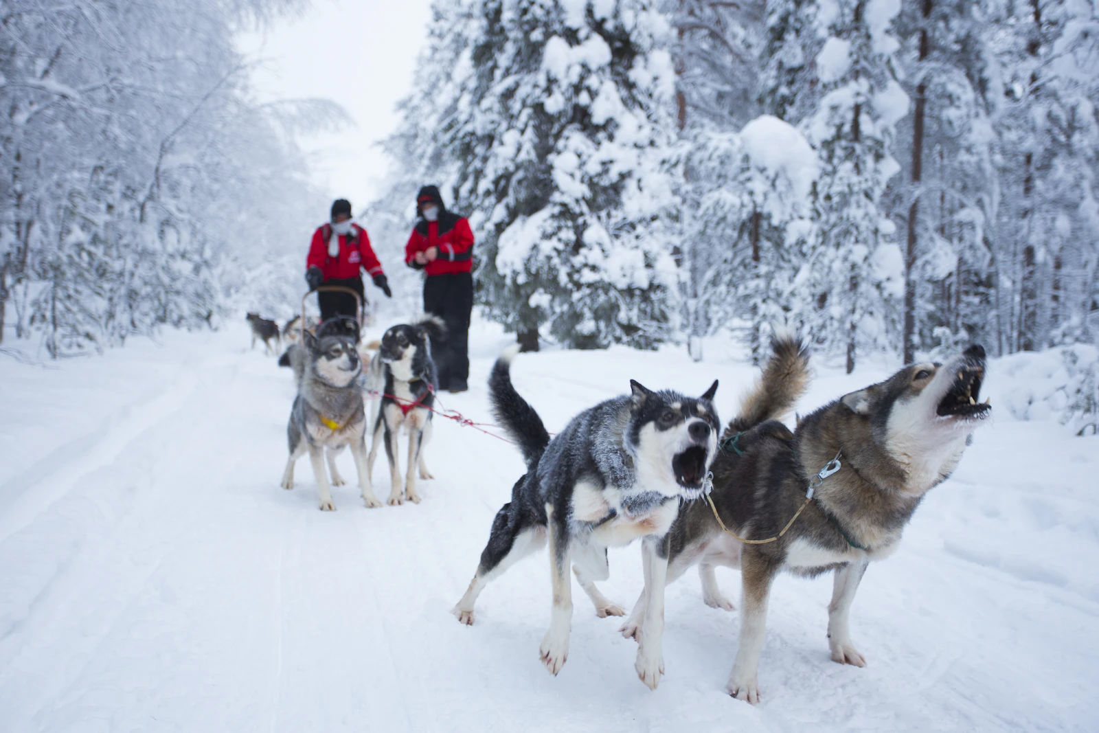 Rovaniemi, Finland photo 8 by Robert Tjalondo
