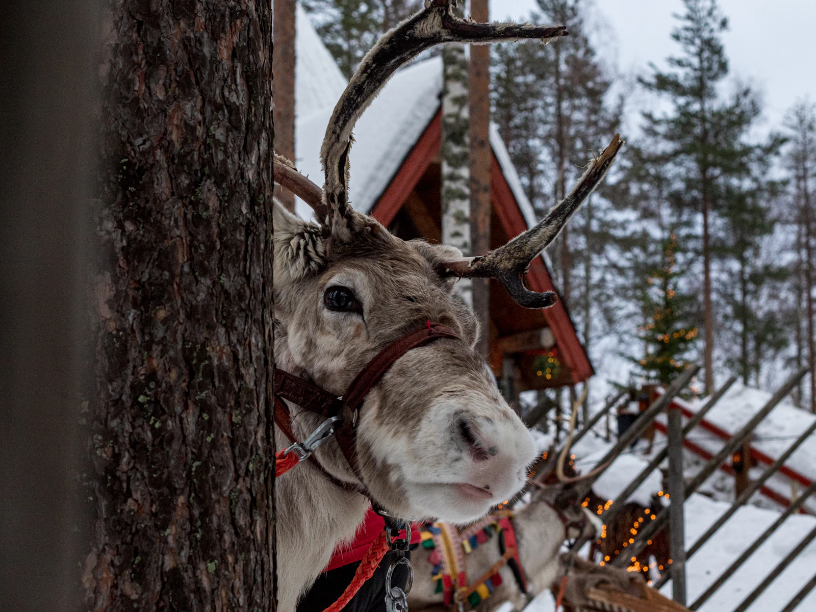 Rovaniemi, Finland travel photo