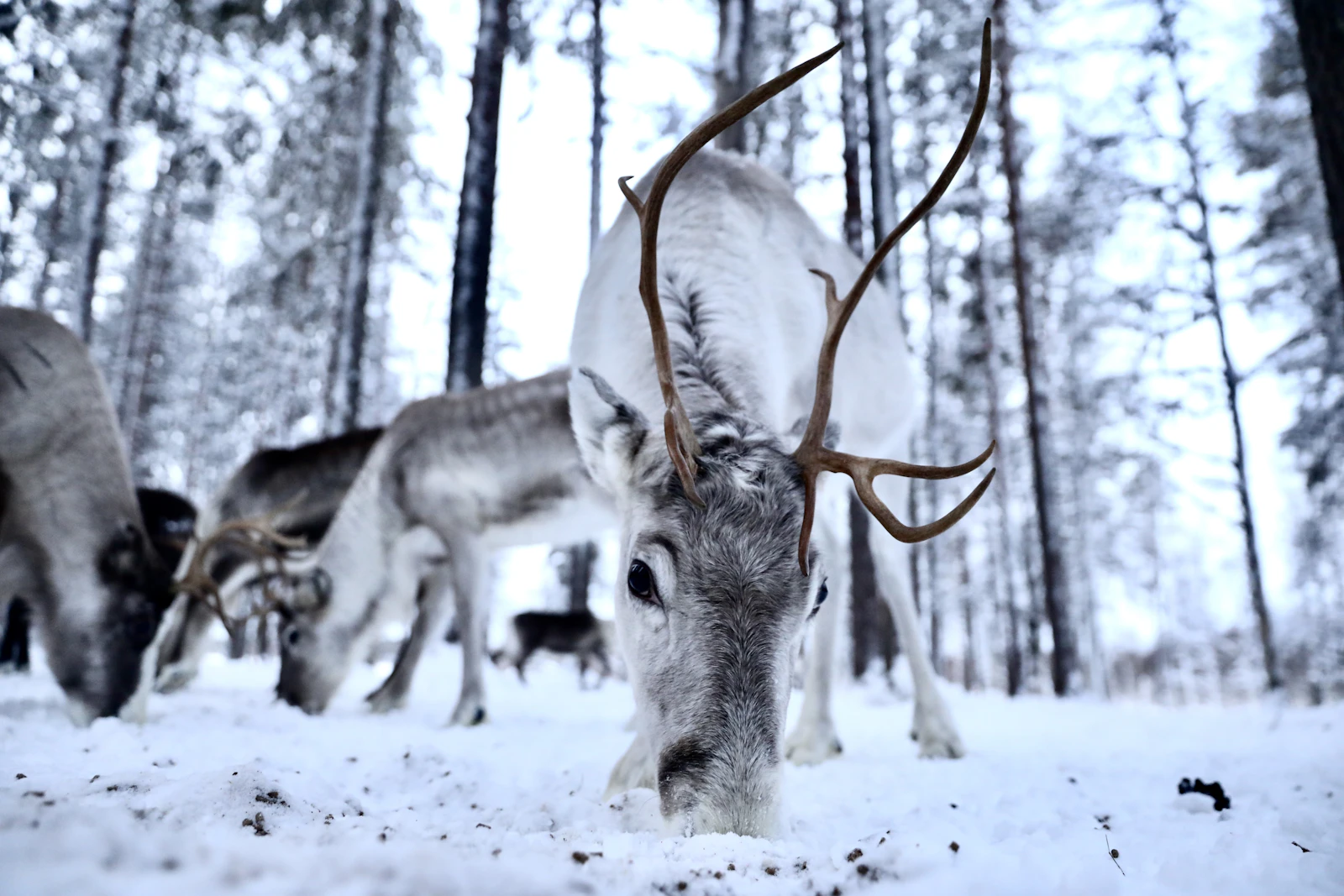 Rovaniemi, Finland photo 24 by Dylan Shaw