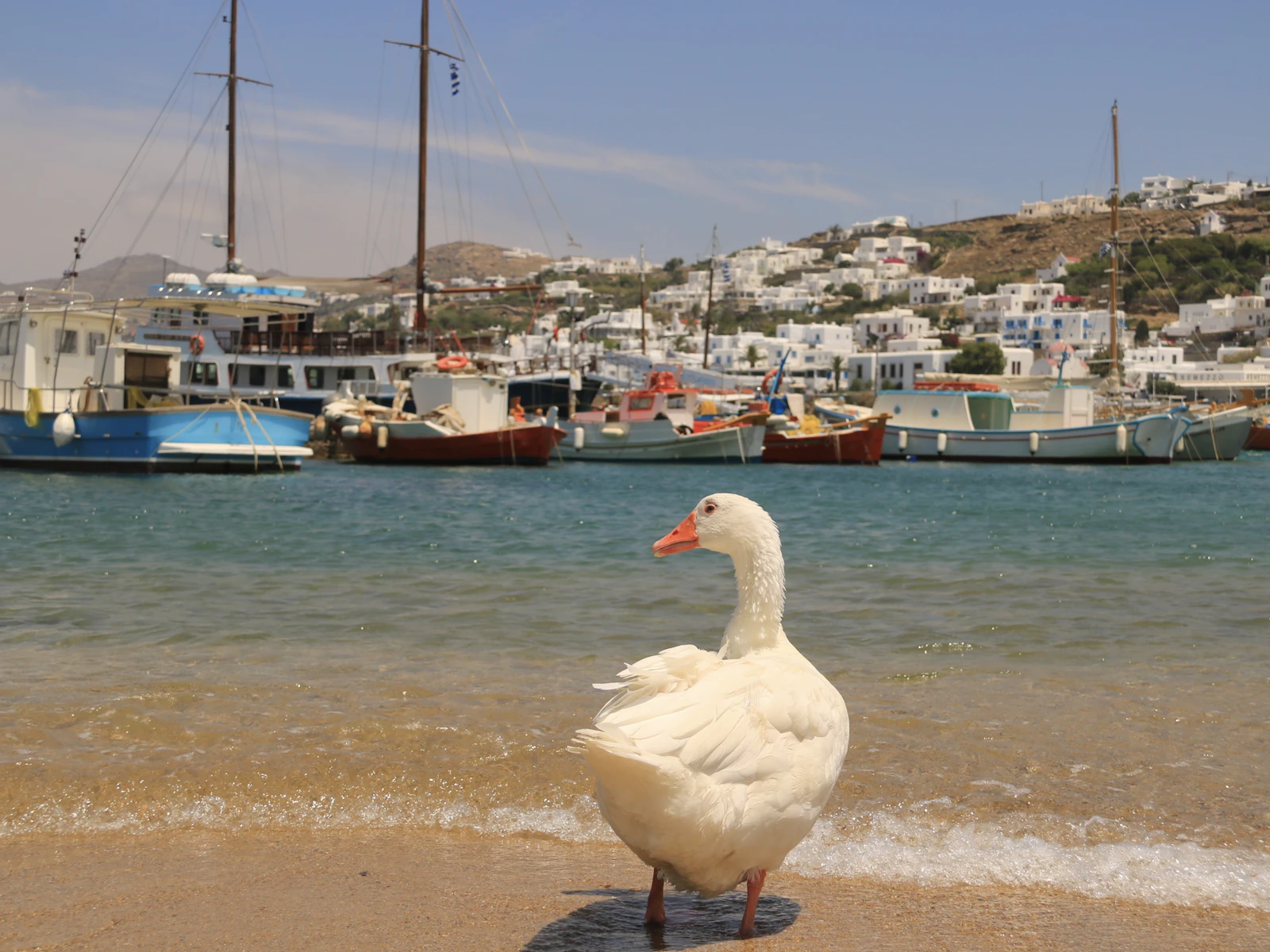 Mykonos, Greece photo 30 by Hongbin