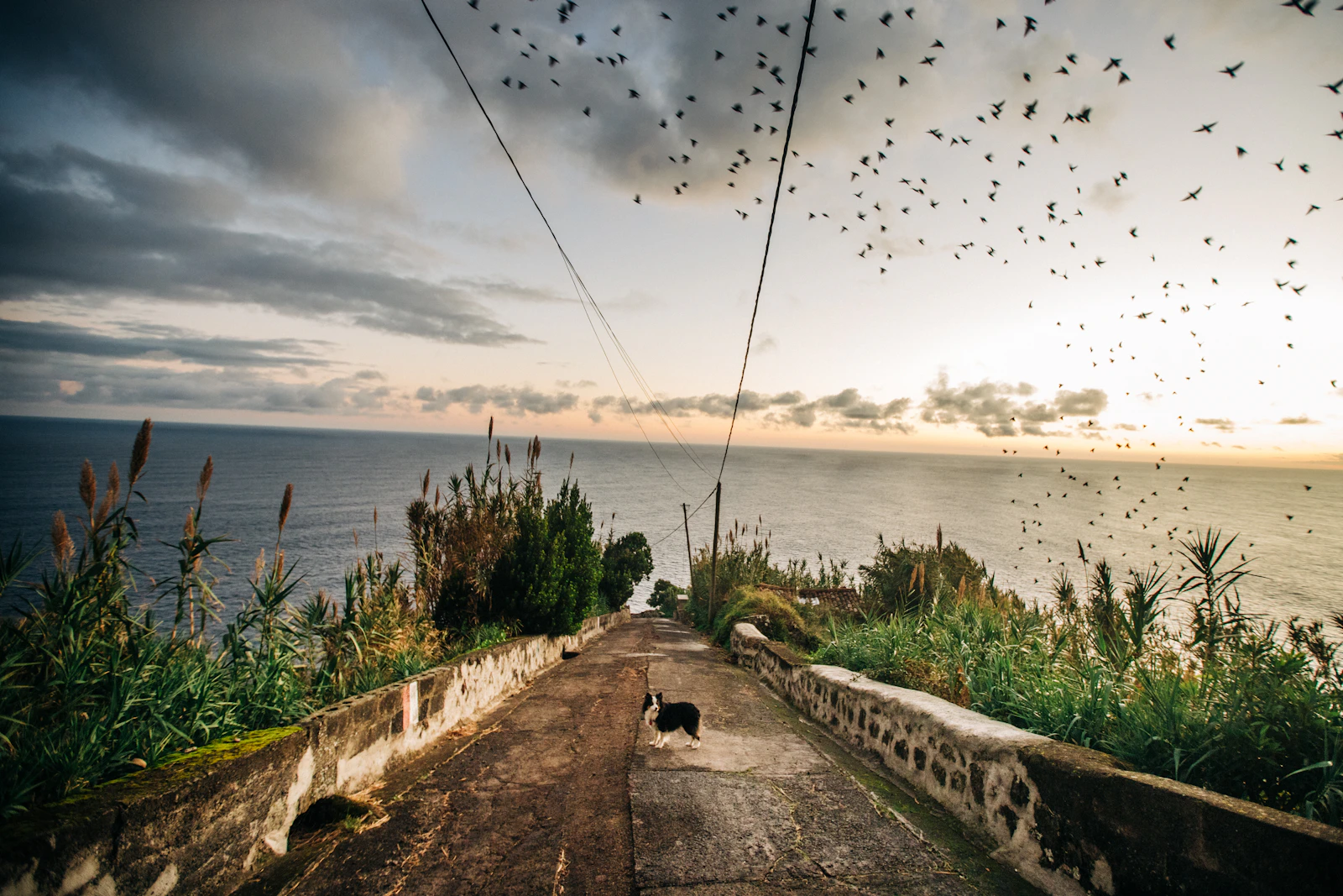 Ponta Delgada, Portugal photo 23 by Parker Hilton