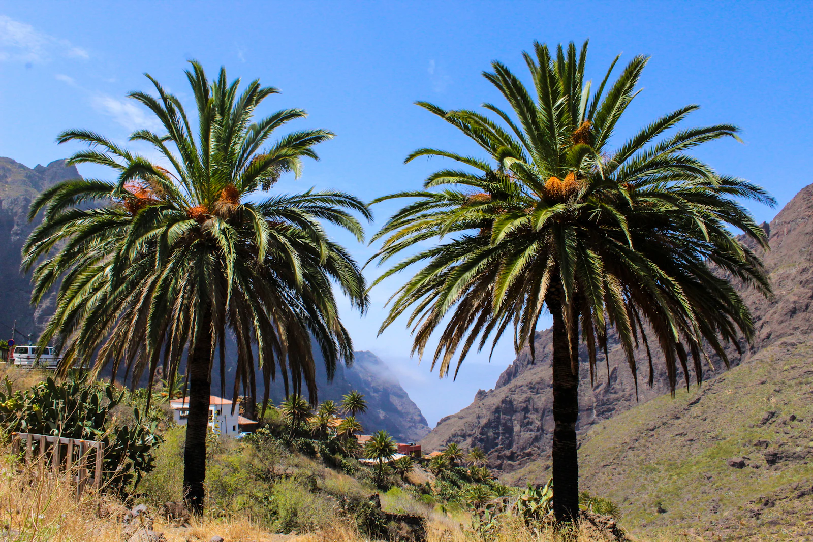 Santa Cruz de Tenerife, Spain photo 9 by Iulia Laslea
