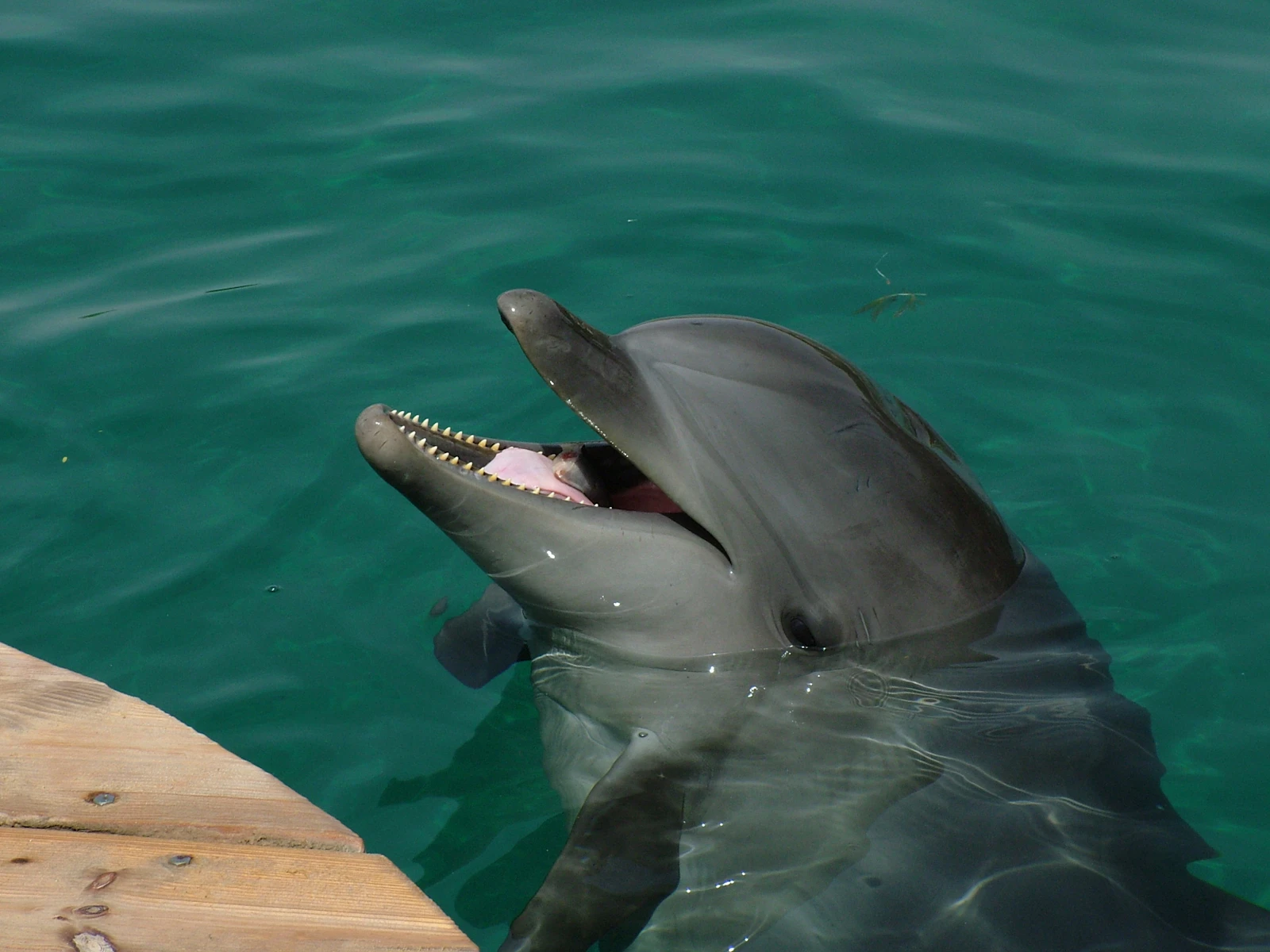 Eilat, Israel photo 15 by Silviu Georgescu