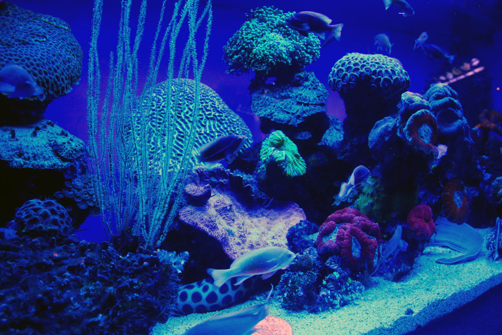 Eilat, Israel photo 23 by Tamara Malaniy