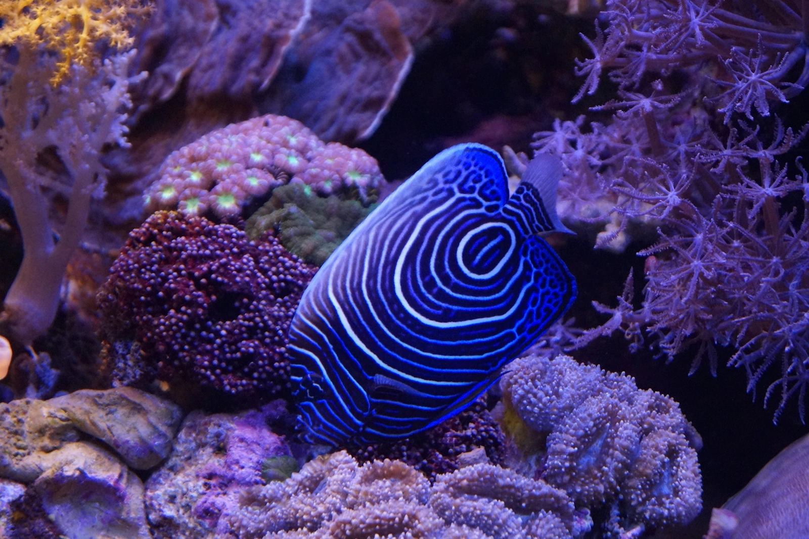 Eilat, Israel photo 22 by MARCIN CZERNIAWSKI