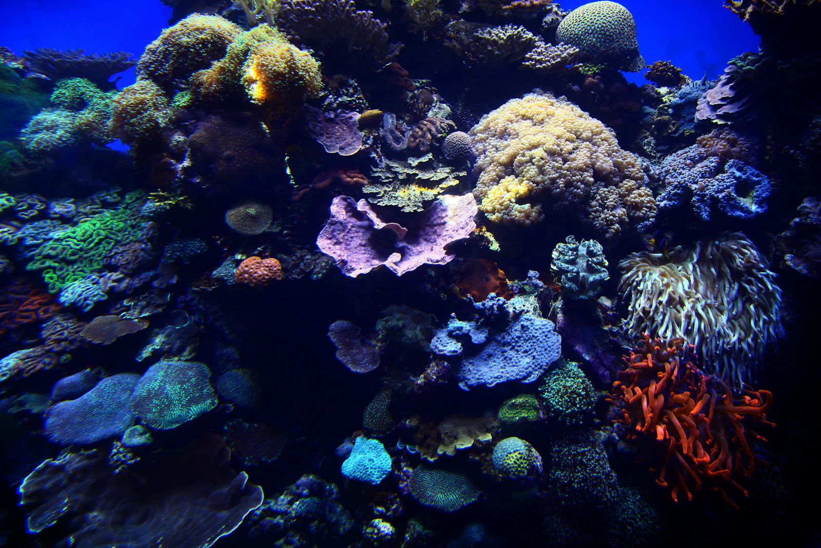 Eilat, Israel photo 25 by Tamara Malaniy