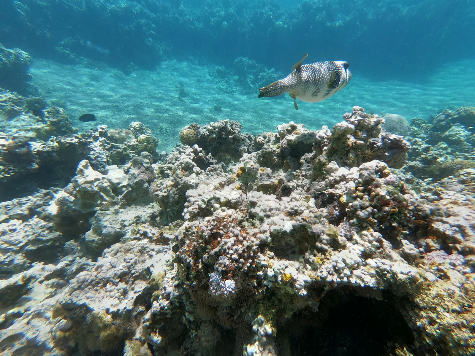 Aqaba, Jordan photo 5 by Antoine Demare