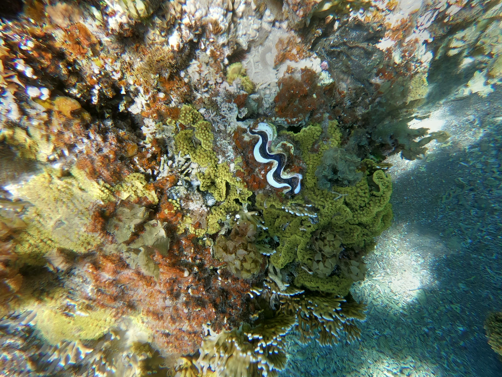 Aqaba, Jordan photo 21 by Antoine Demare