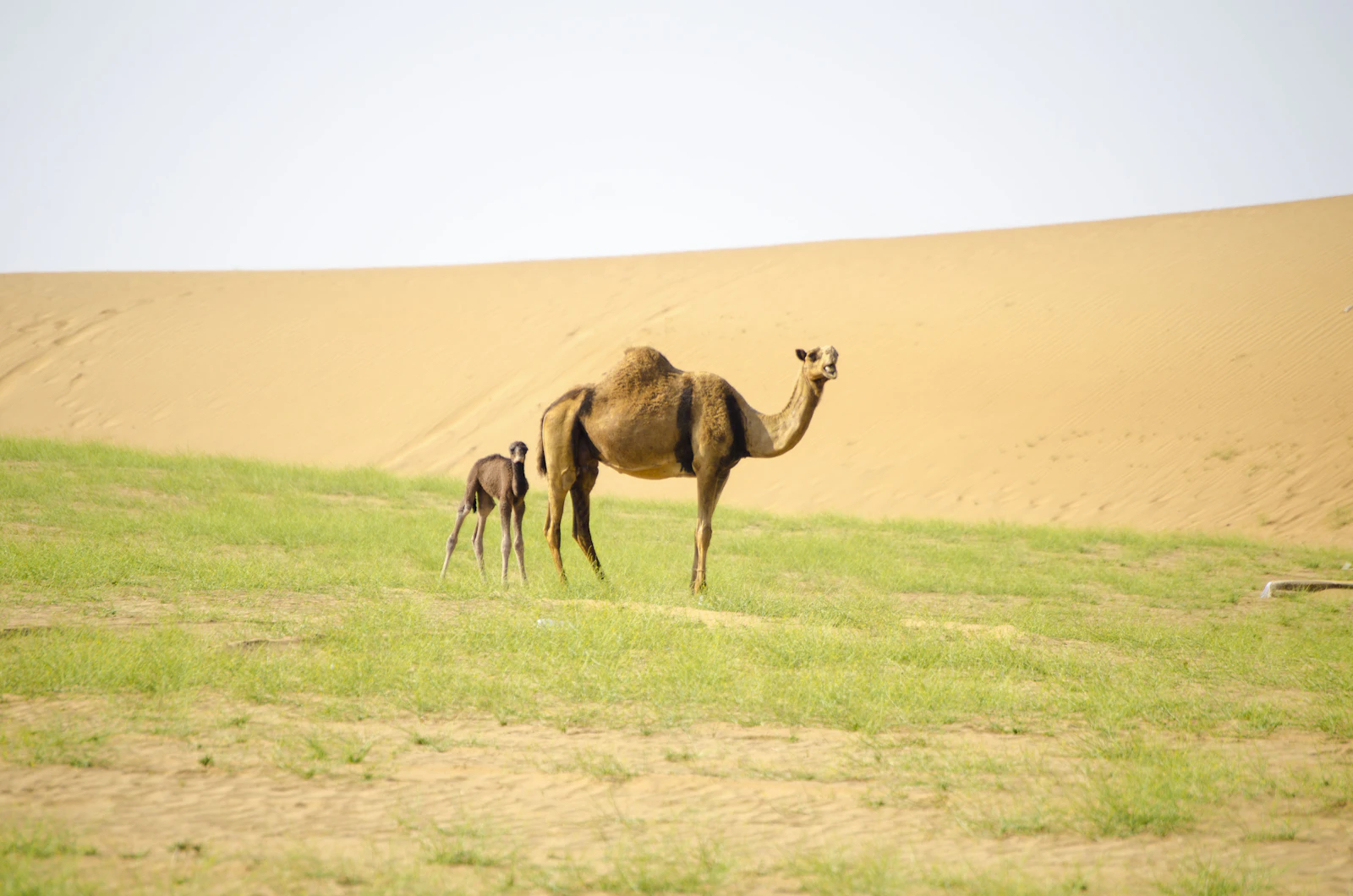 Jeddah, Saudi Arabia photo 21 by Mohamed Hashif