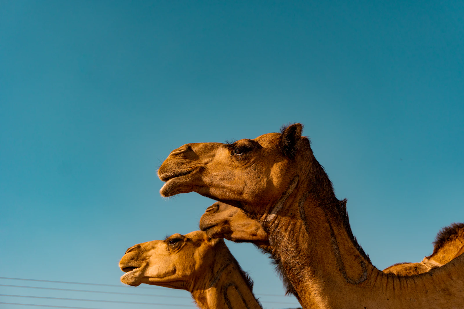 Mecca, Saudi Arabia photo 6 by Sulthan Auliya