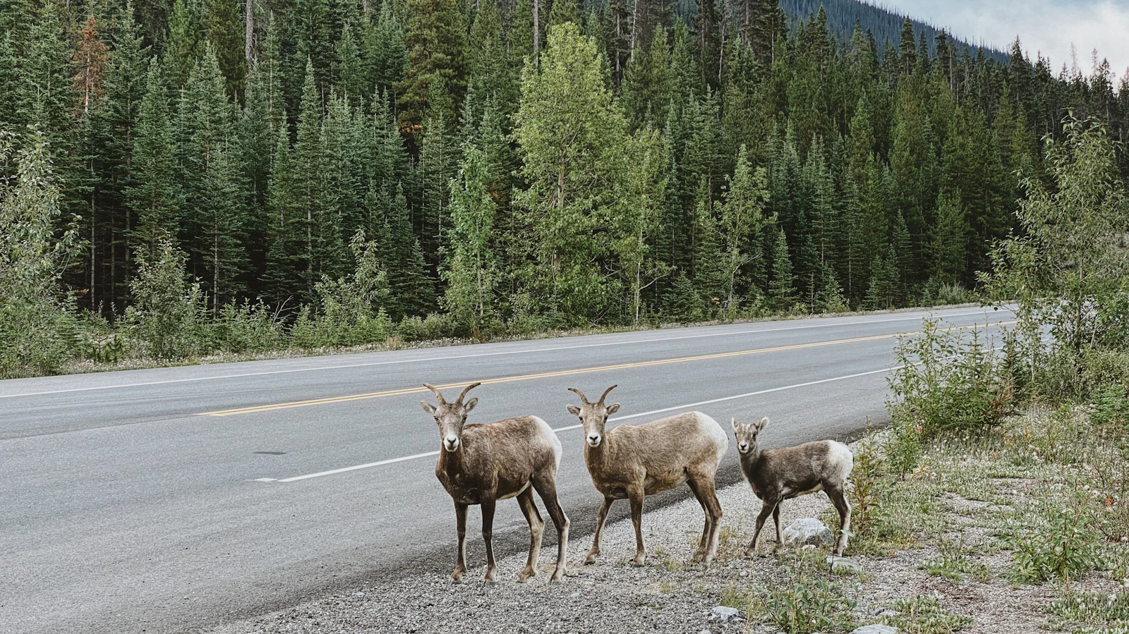 Banff, Canada photo 14 by Lumi W