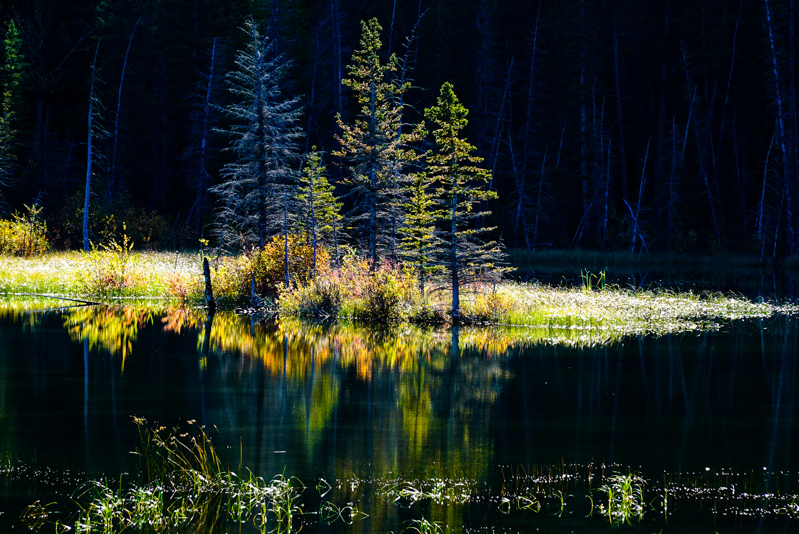 Jasper, Canada photo 27 by Nunzio Guerrera