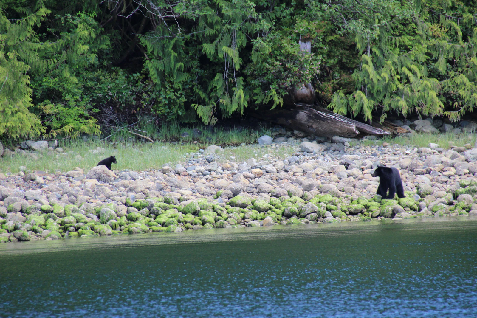 Tofino, Canada photo 29 by Kerilie McDowall