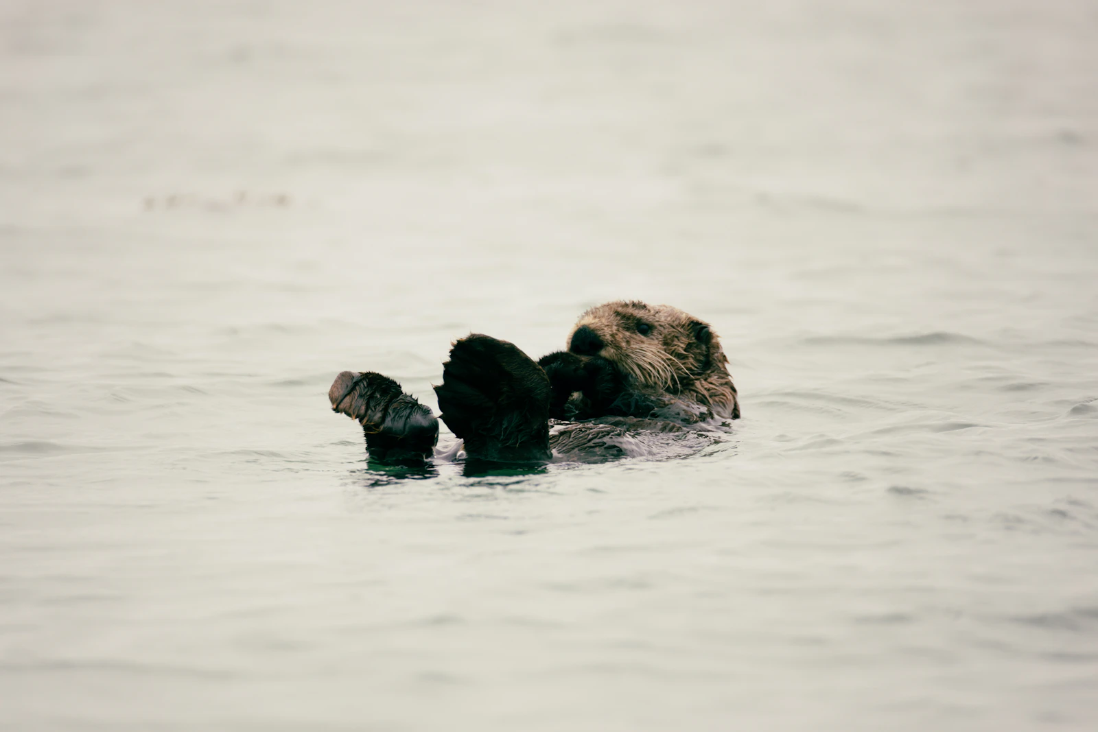 Tofino, Canada photo 13 by Luca Aebersold