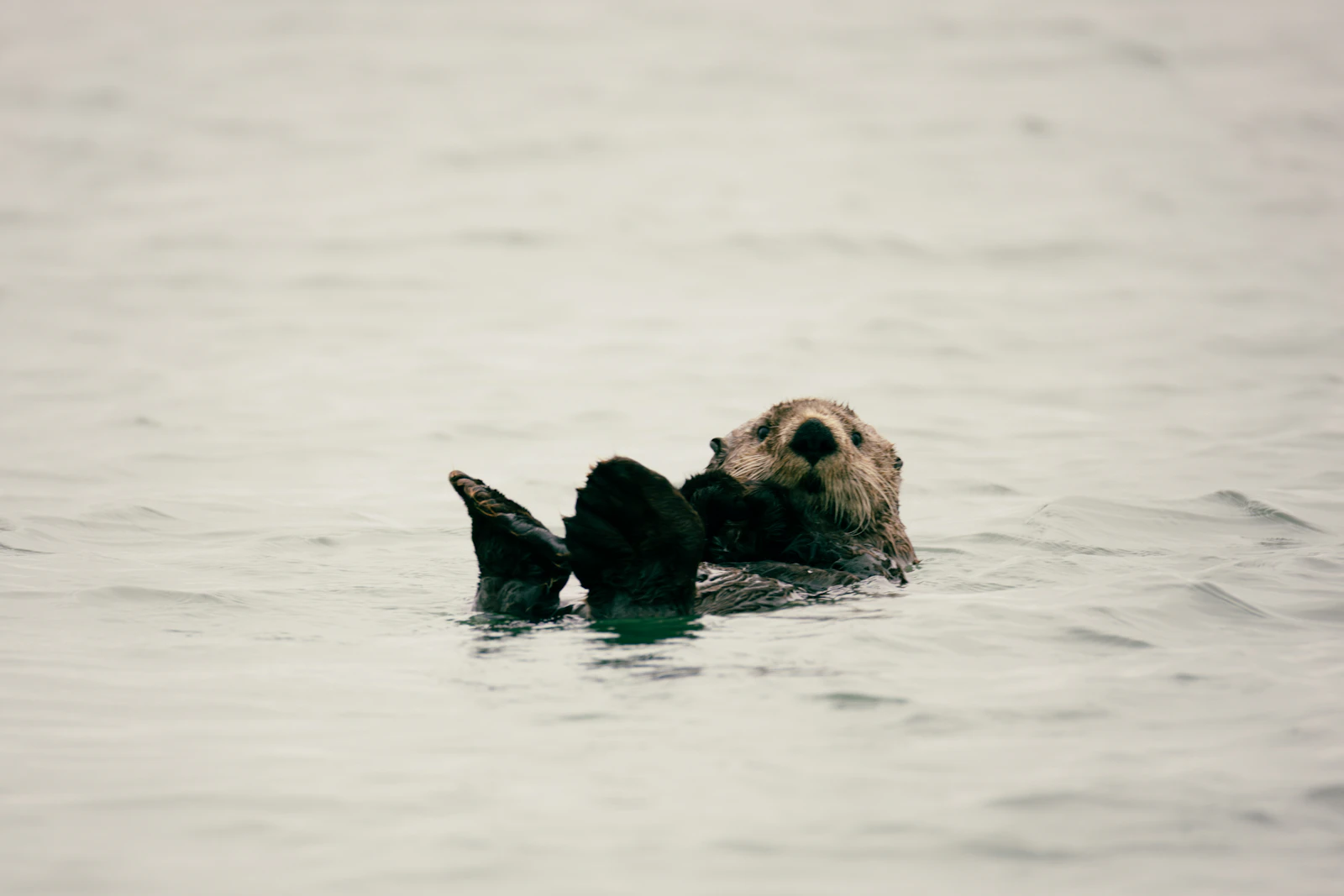 Tofino, Canada photo 12 by Luca Aebersold