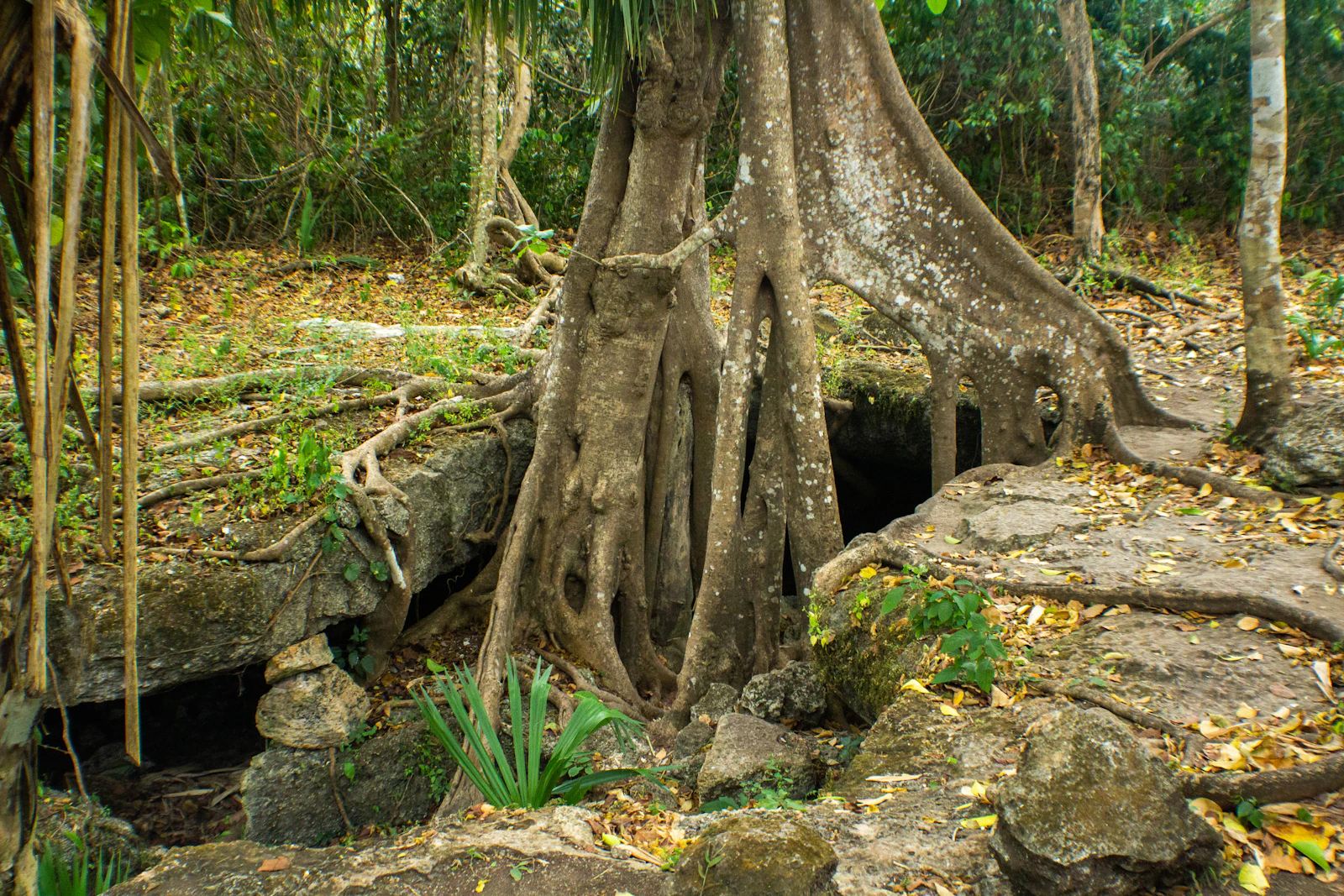 Cozumel, Mexico photo 23 by Spencer James Lucas