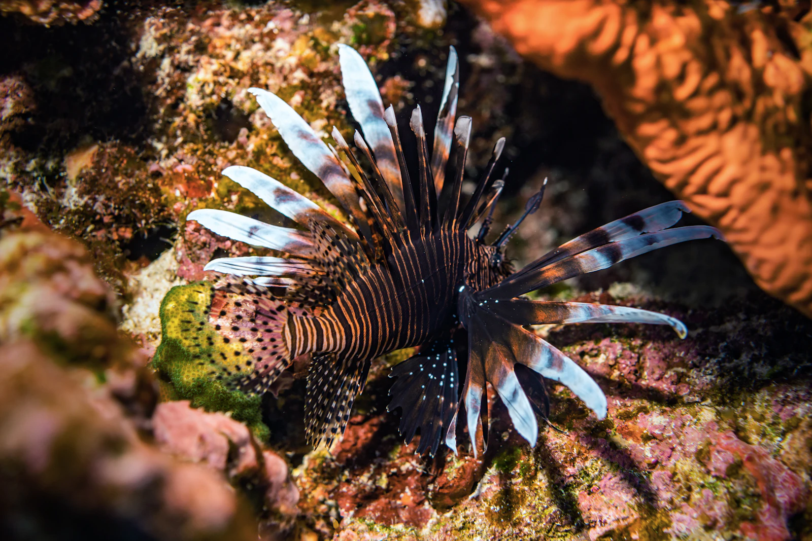 Isla Mujeres, Mexico photo 16 by Malek Bee