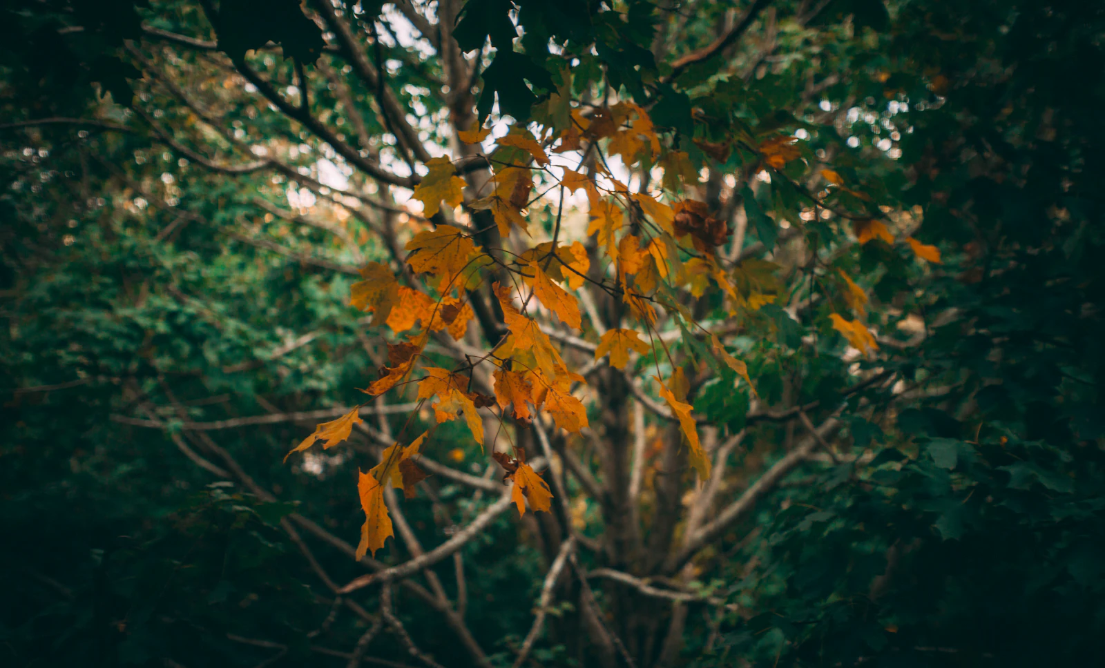 Birmingham, Alabama photo 16 by David Lundgren