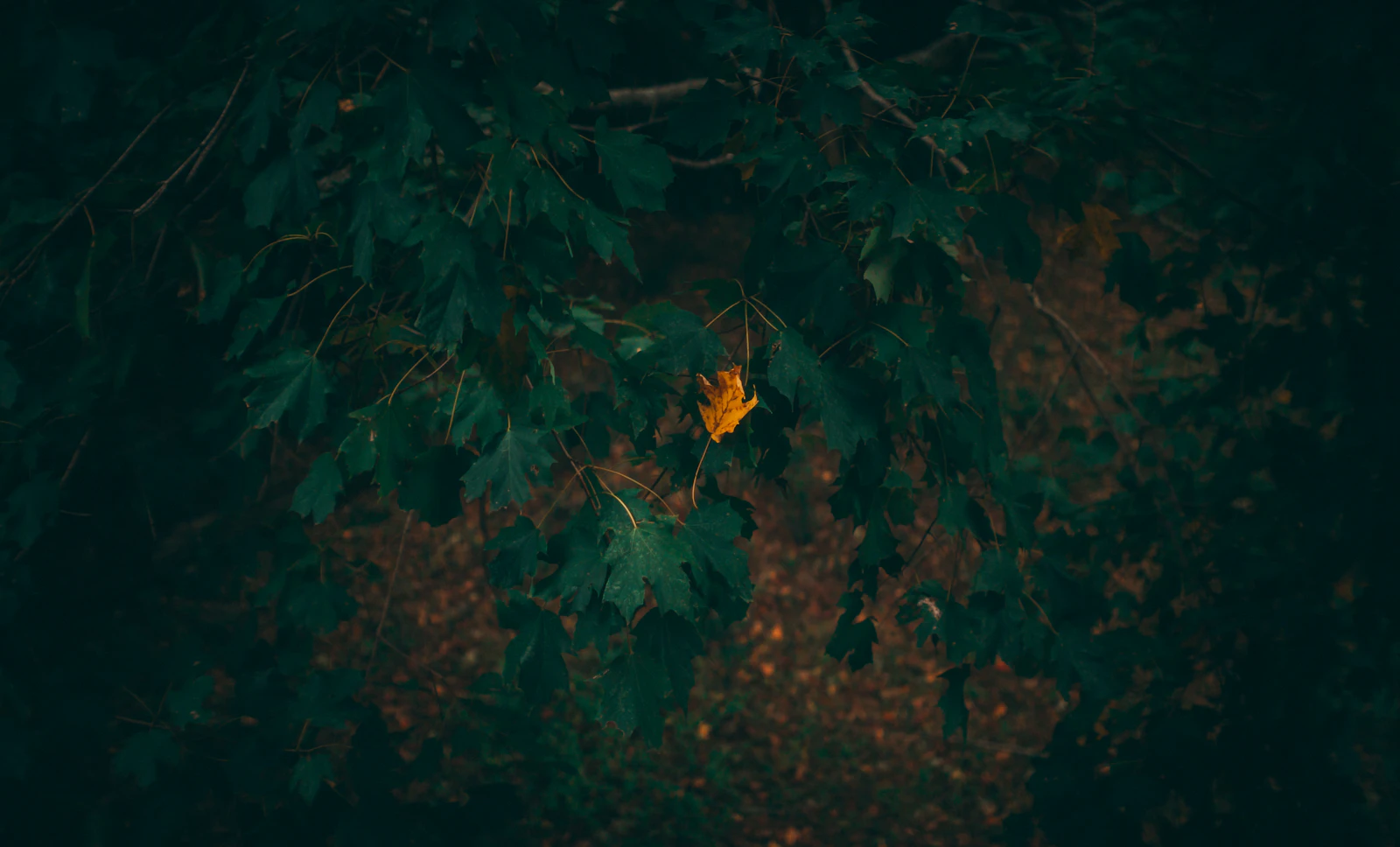 Birmingham, Alabama photo 15 by David Lundgren