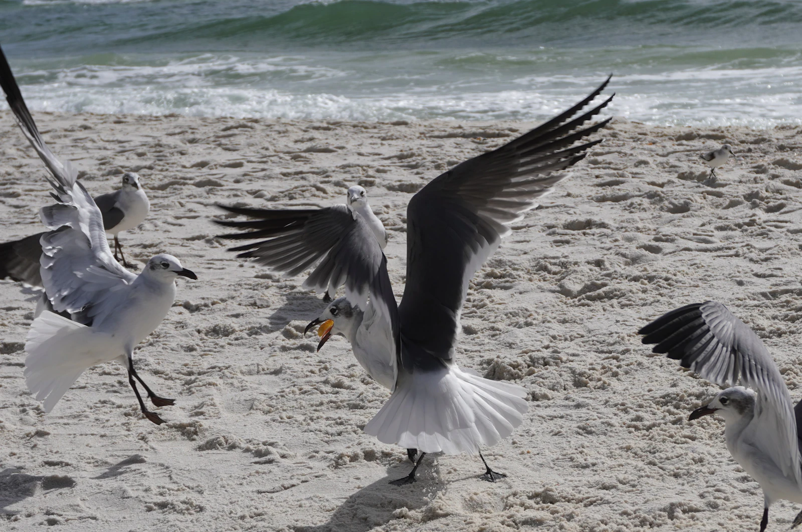 Gulf Shores, Alabama photo 6 by Yansi Keim