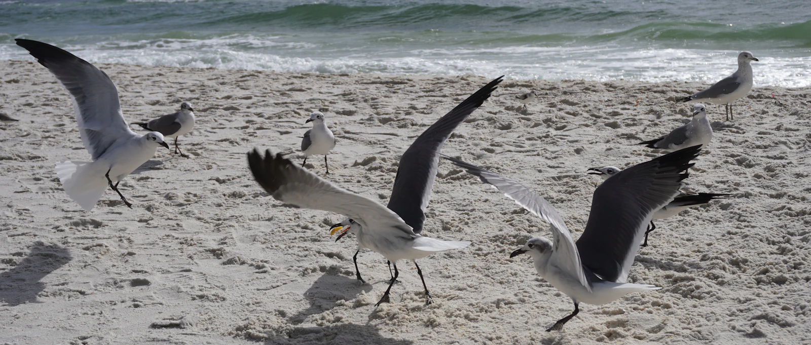 Gulf Shores, Alabama photo 5 by Yansi Keim