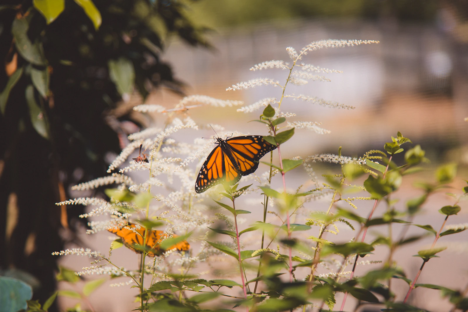 Huntsville, Alabama photo 14 by Lacie Cueto