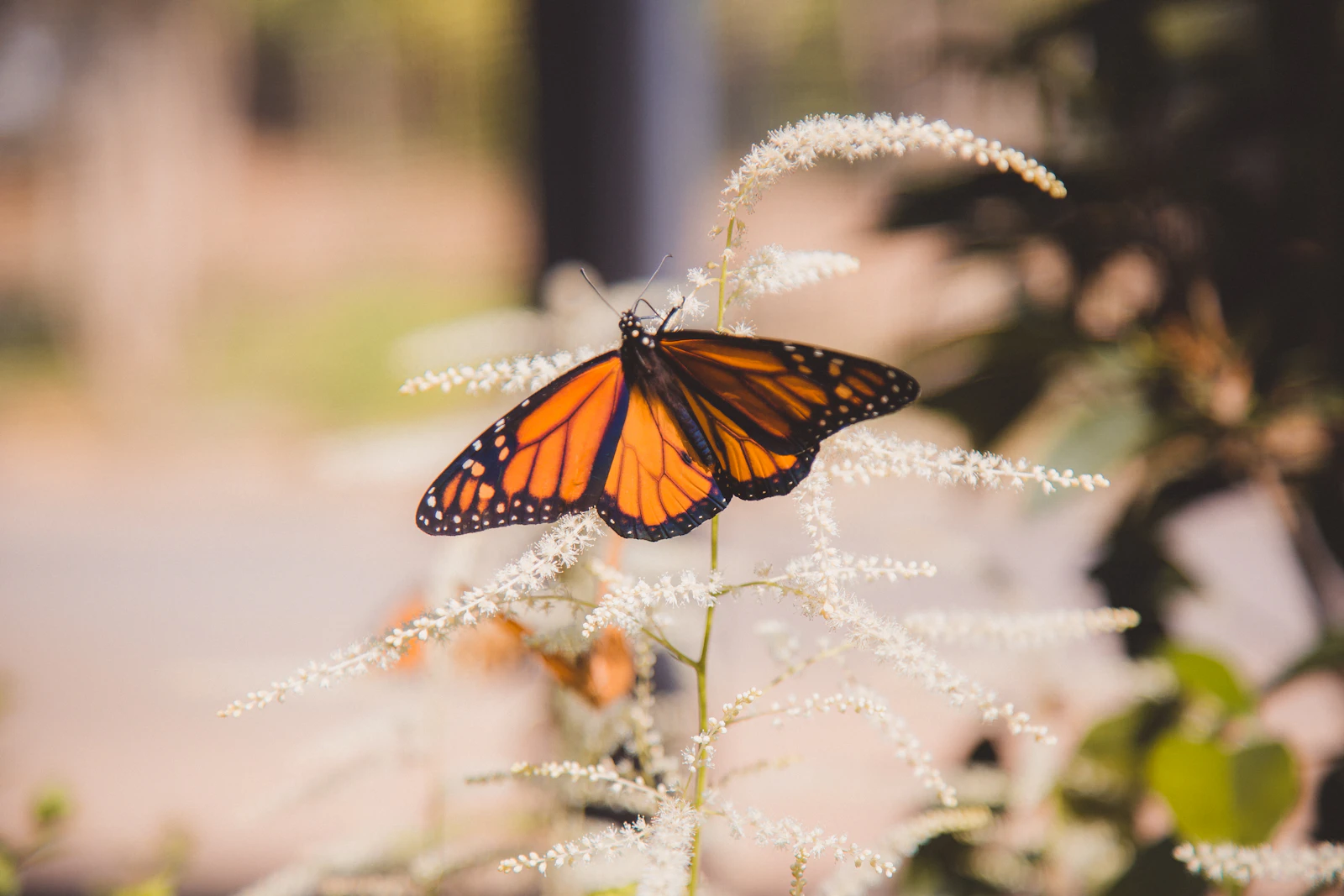 Huntsville, Alabama photo 12 by Lacie Cueto