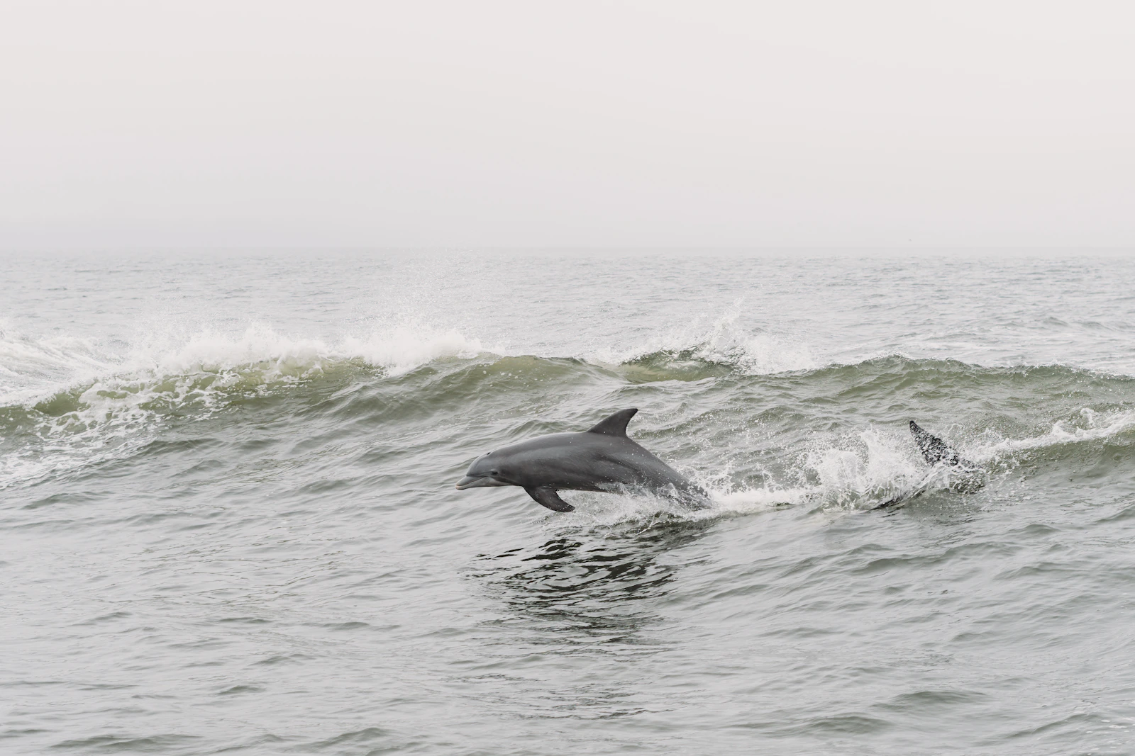 Orange Beach, Alabama photo 28 by Steven Van Elk
