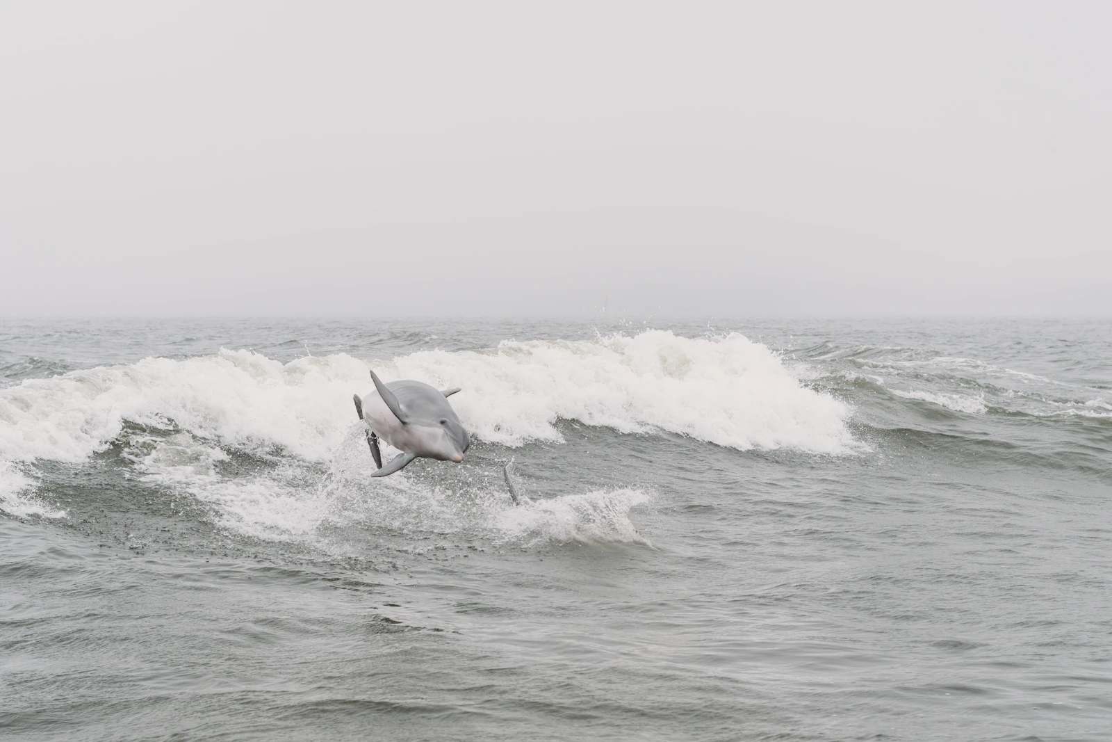 Orange Beach, Alabama photo 29 by Steven Van Elk