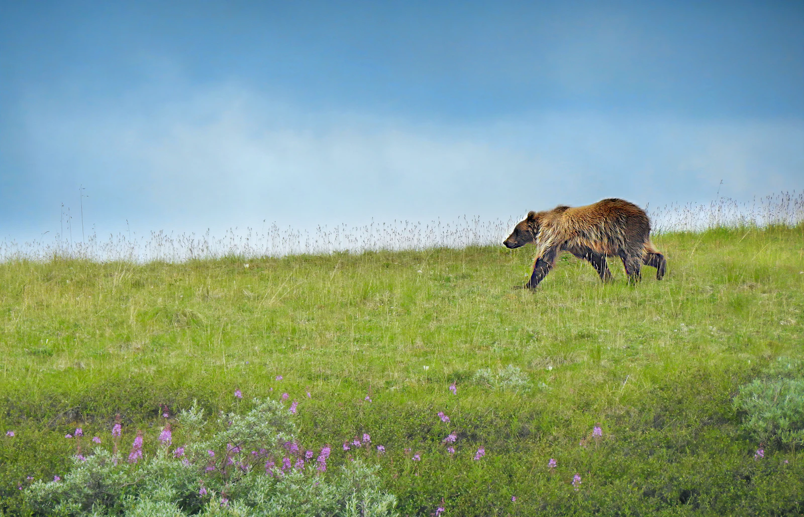 Denali Park, Alaska photo 24 by John Peters