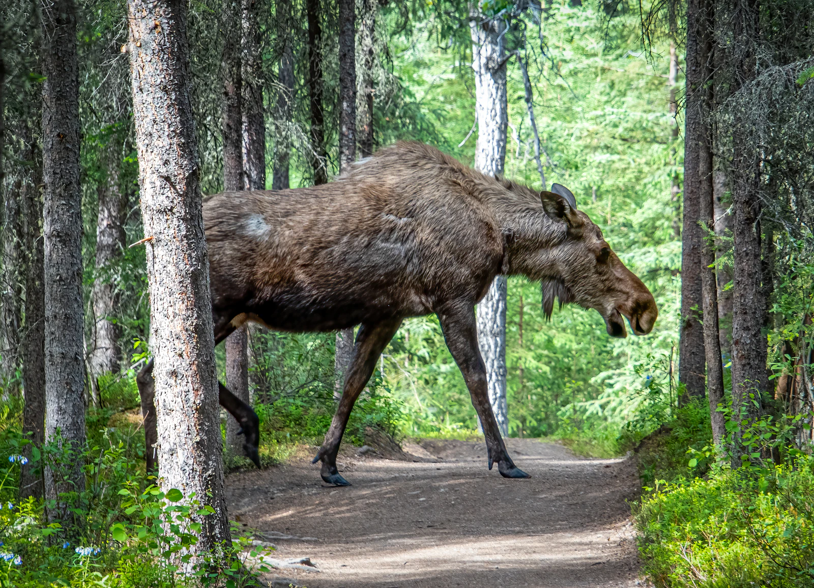 Denali Park, Alaska photo 8 by Stephen Crane