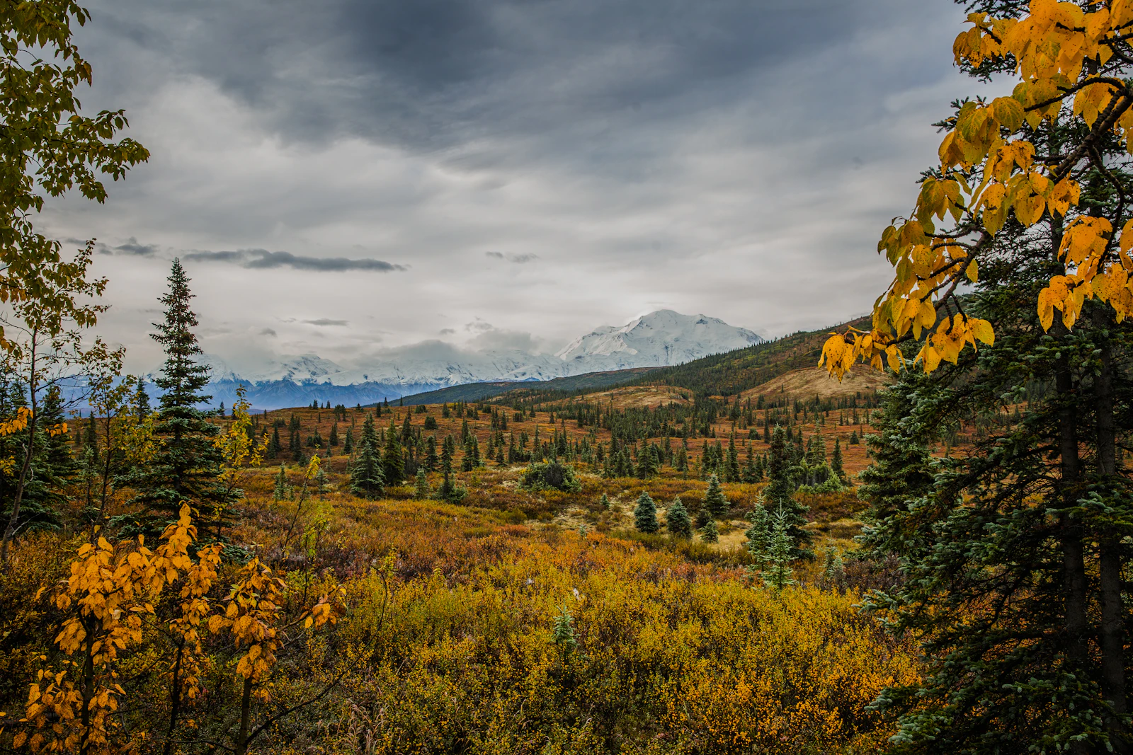 Denali Park, Alaska photo 17 by Ahmer Kalam