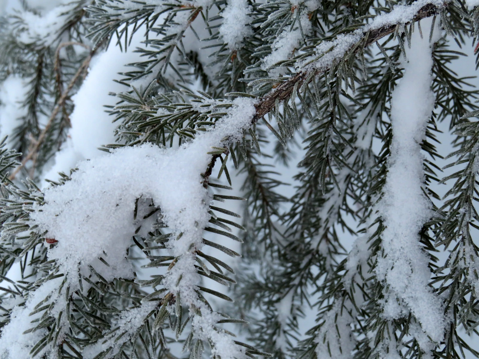 Fairbanks, Alaska photo 25 by Brianna Marble