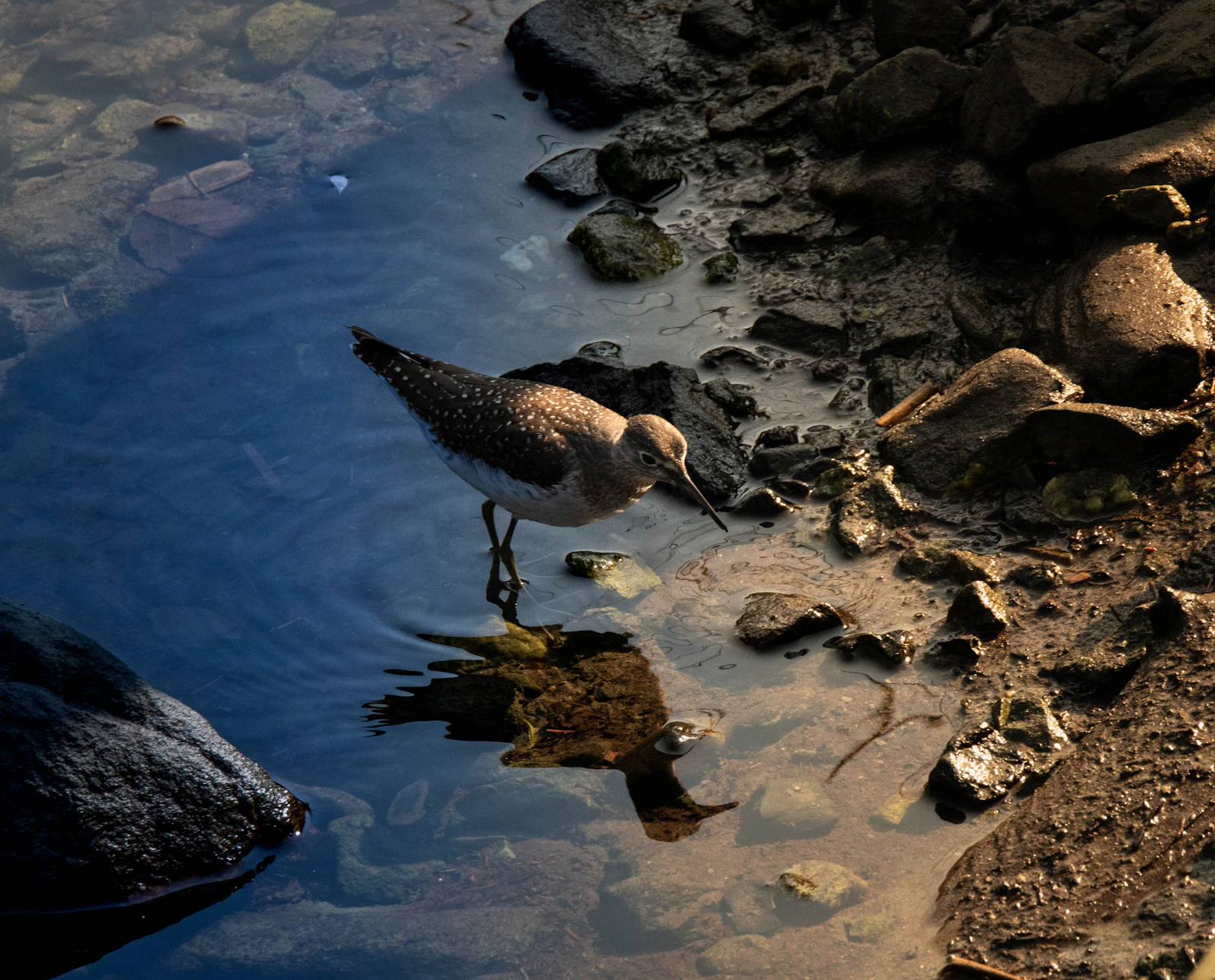 Ketchikan, Alaska photo 20 by Eric Hooper