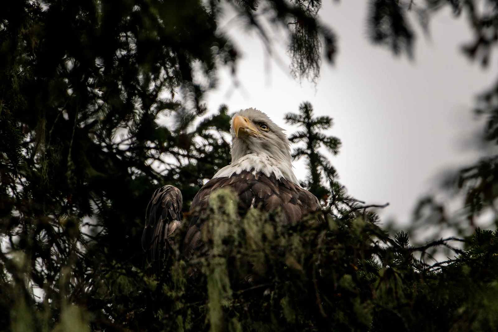 Sitka, Alaska photo 16 by Eric Hooper