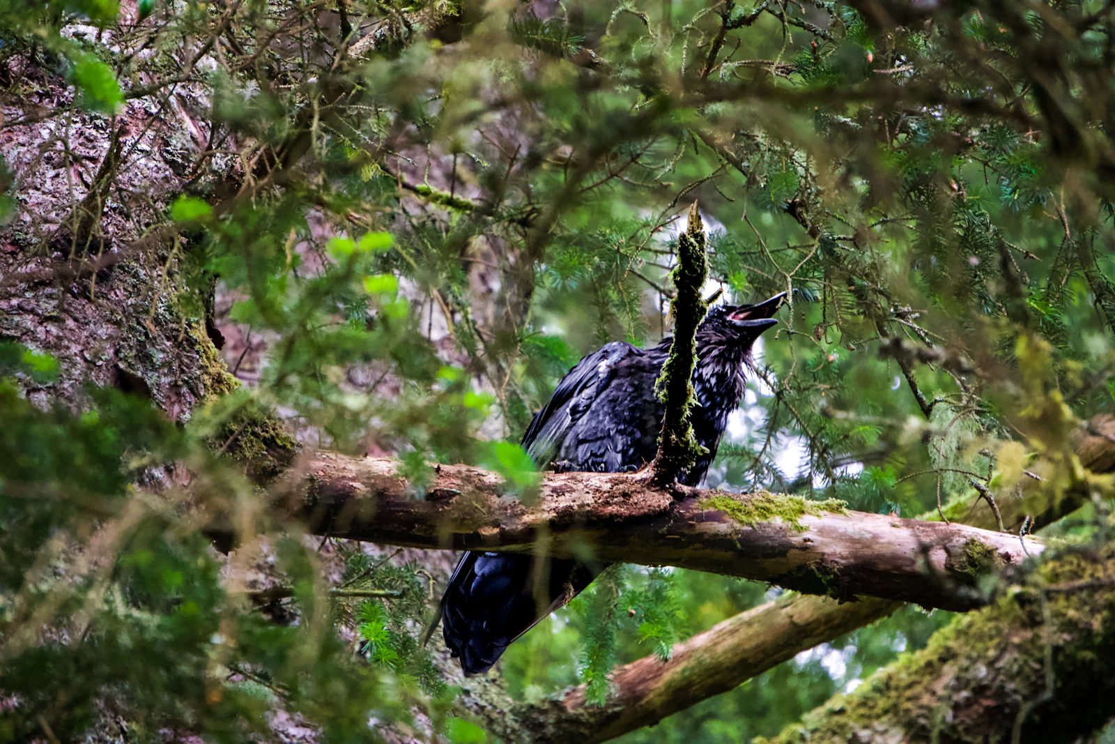Sitka, Alaska photo 18 by E Orlando