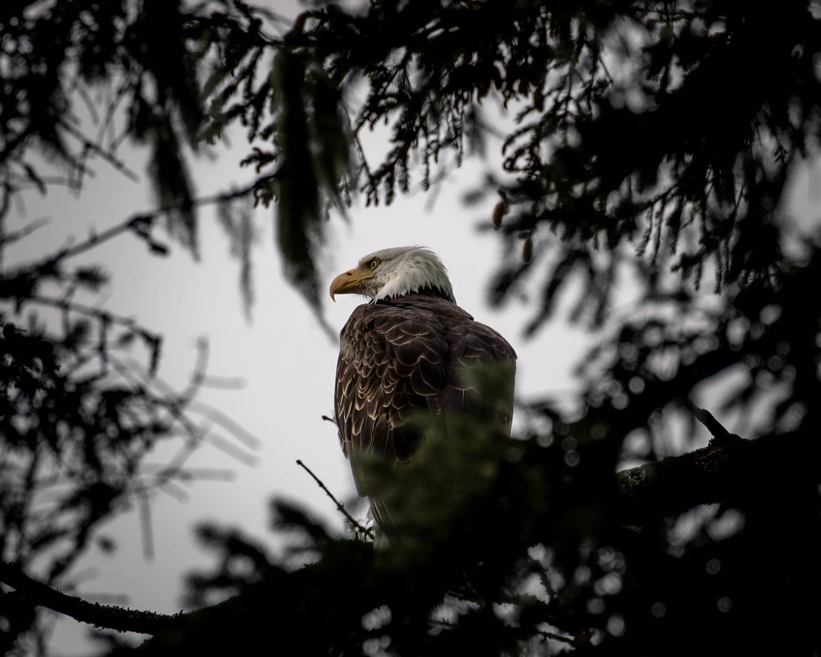 Sitka, Alaska photo 14 by Eric Hooper