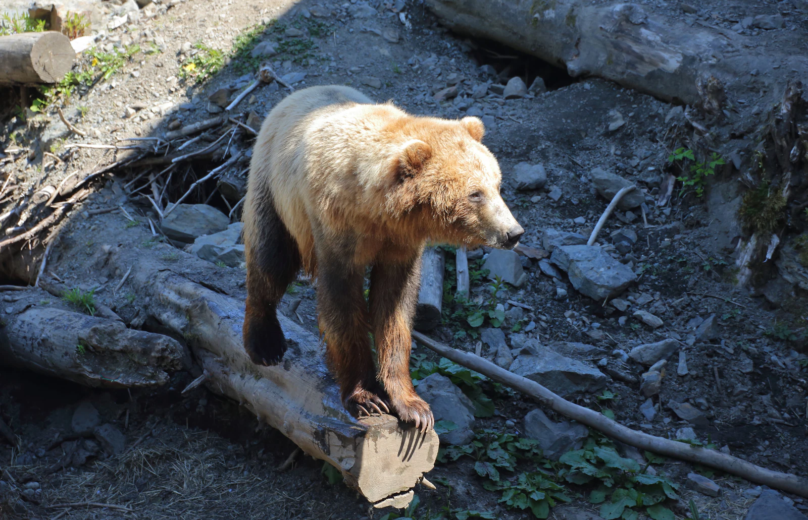 Sitka, Alaska photo 21 by Simon Hurry