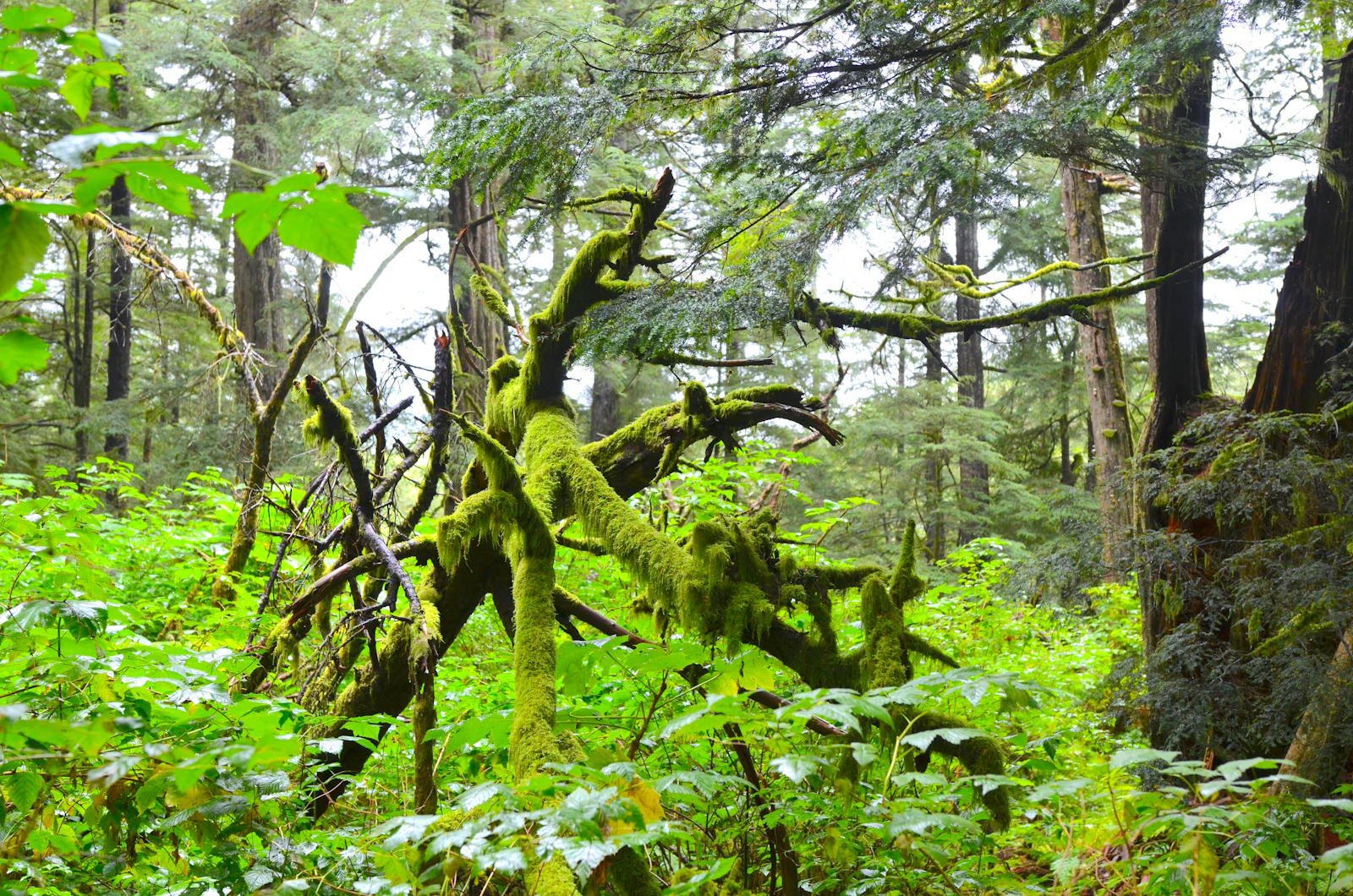 Sitka, Alaska photo 23 by Ty Fiero