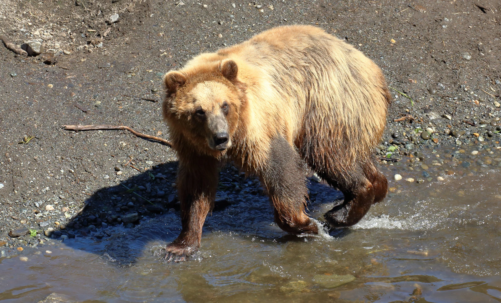 Sitka, Alaska photo 19 by Simon Hurry