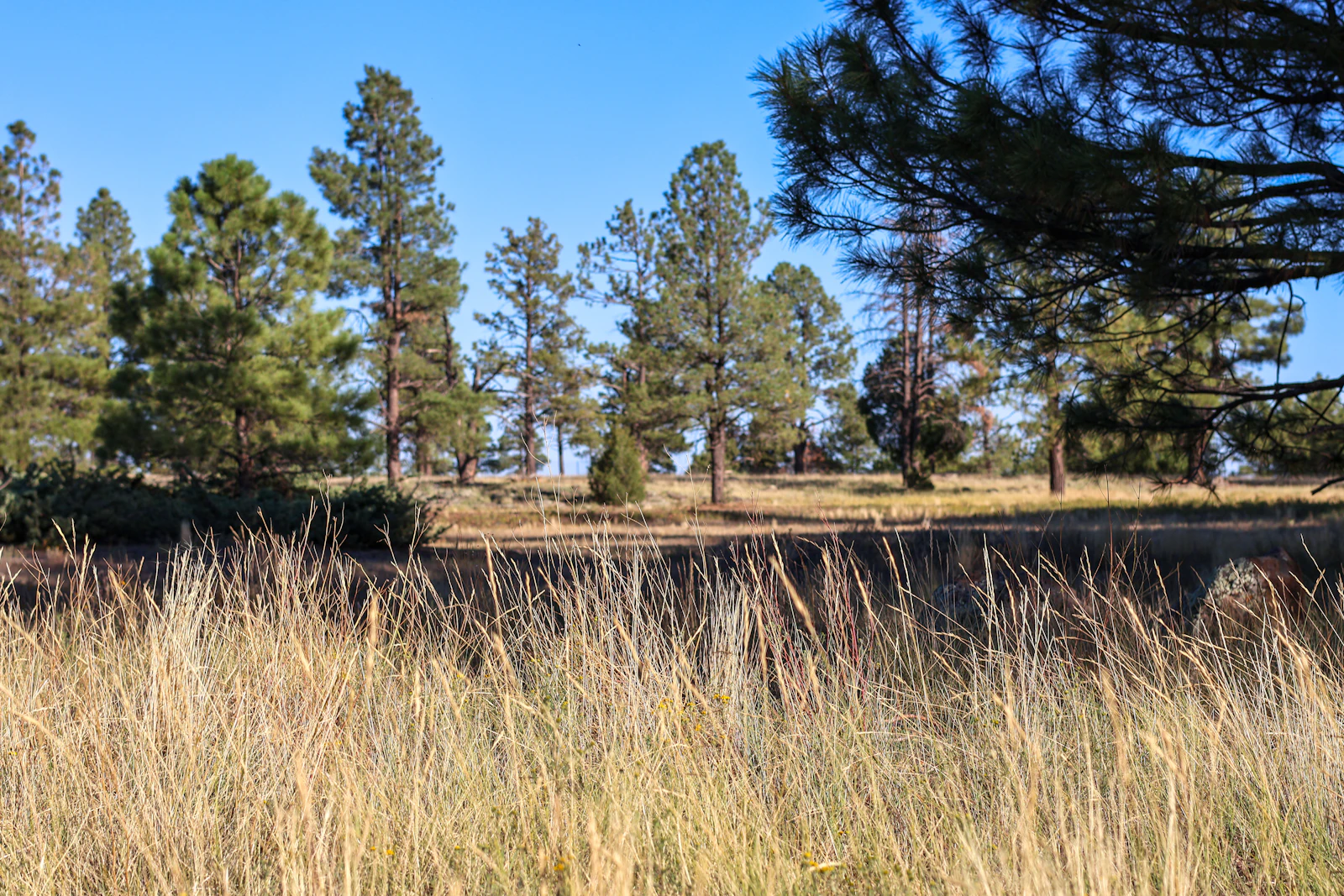 Flagstaff, Arizona photo 22 by Warren Jones