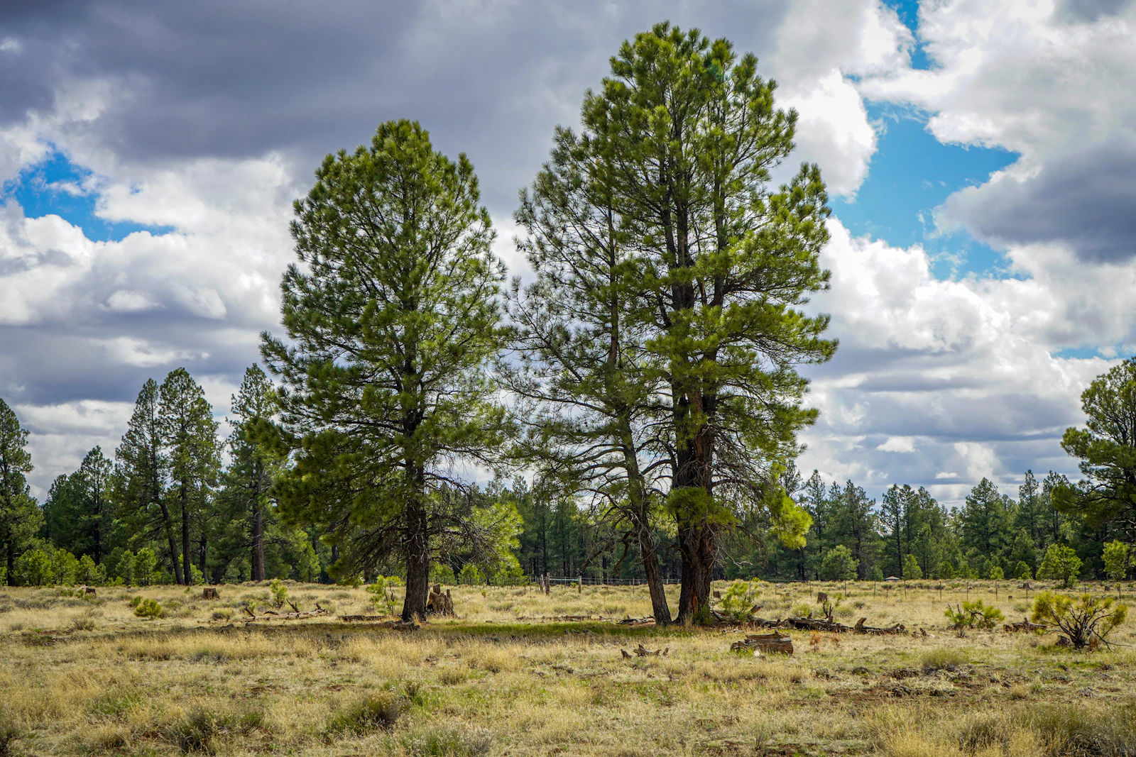 Flagstaff, Arizona photo 13 by Dianna Sarmiento