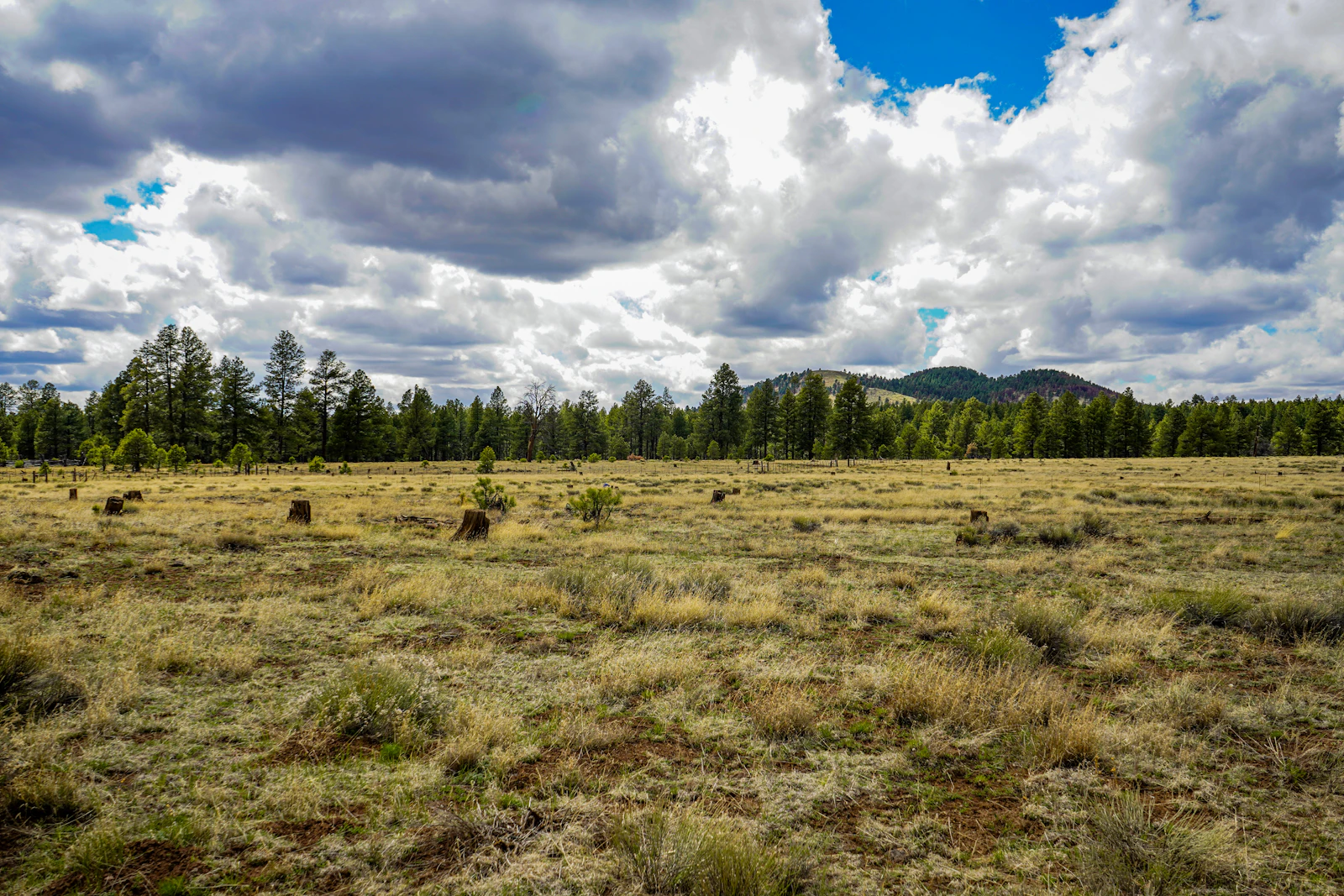 Flagstaff, Arizona photo 15 by Dianna Sarmiento