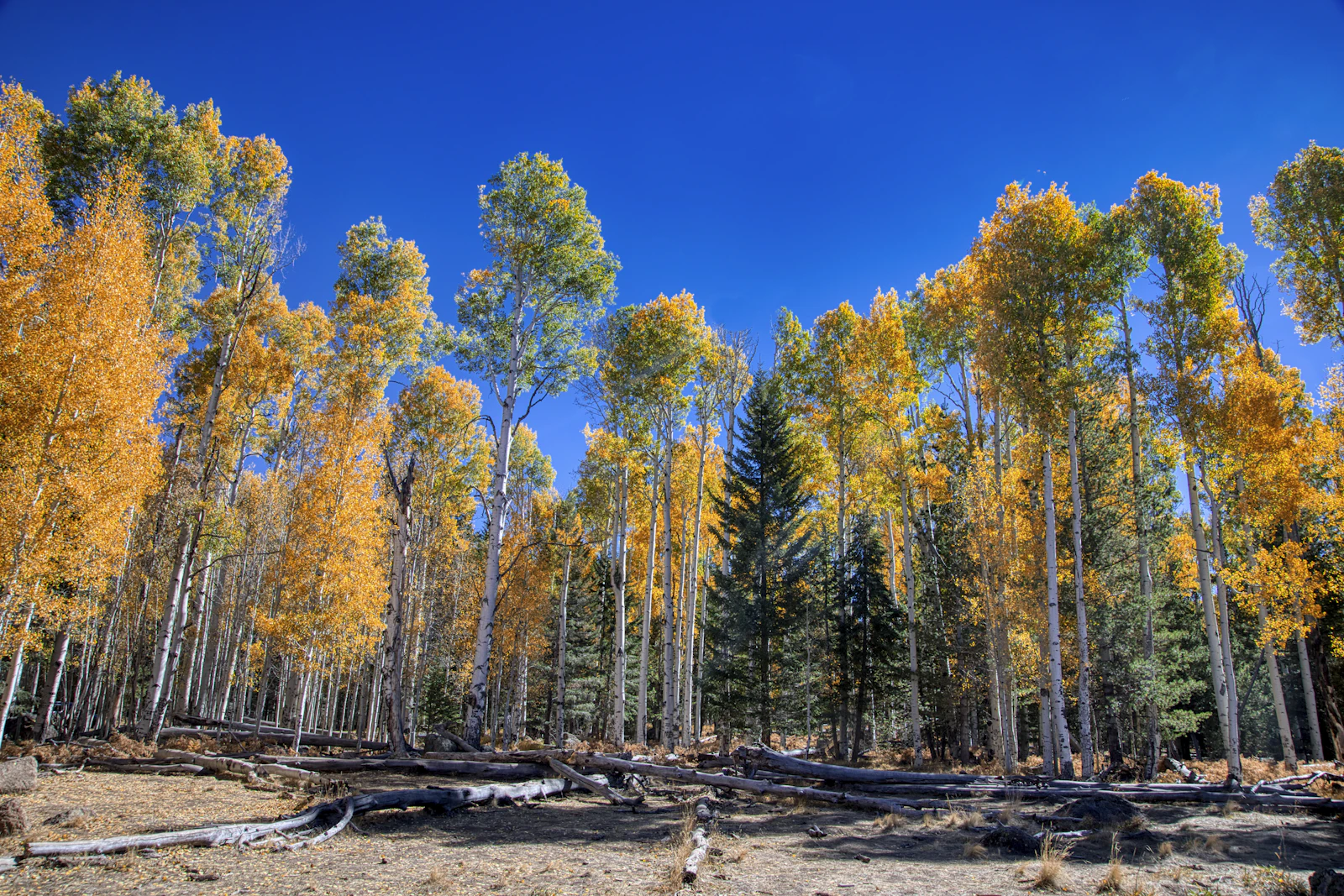 Flagstaff, Arizona photo 17 by David Weaver