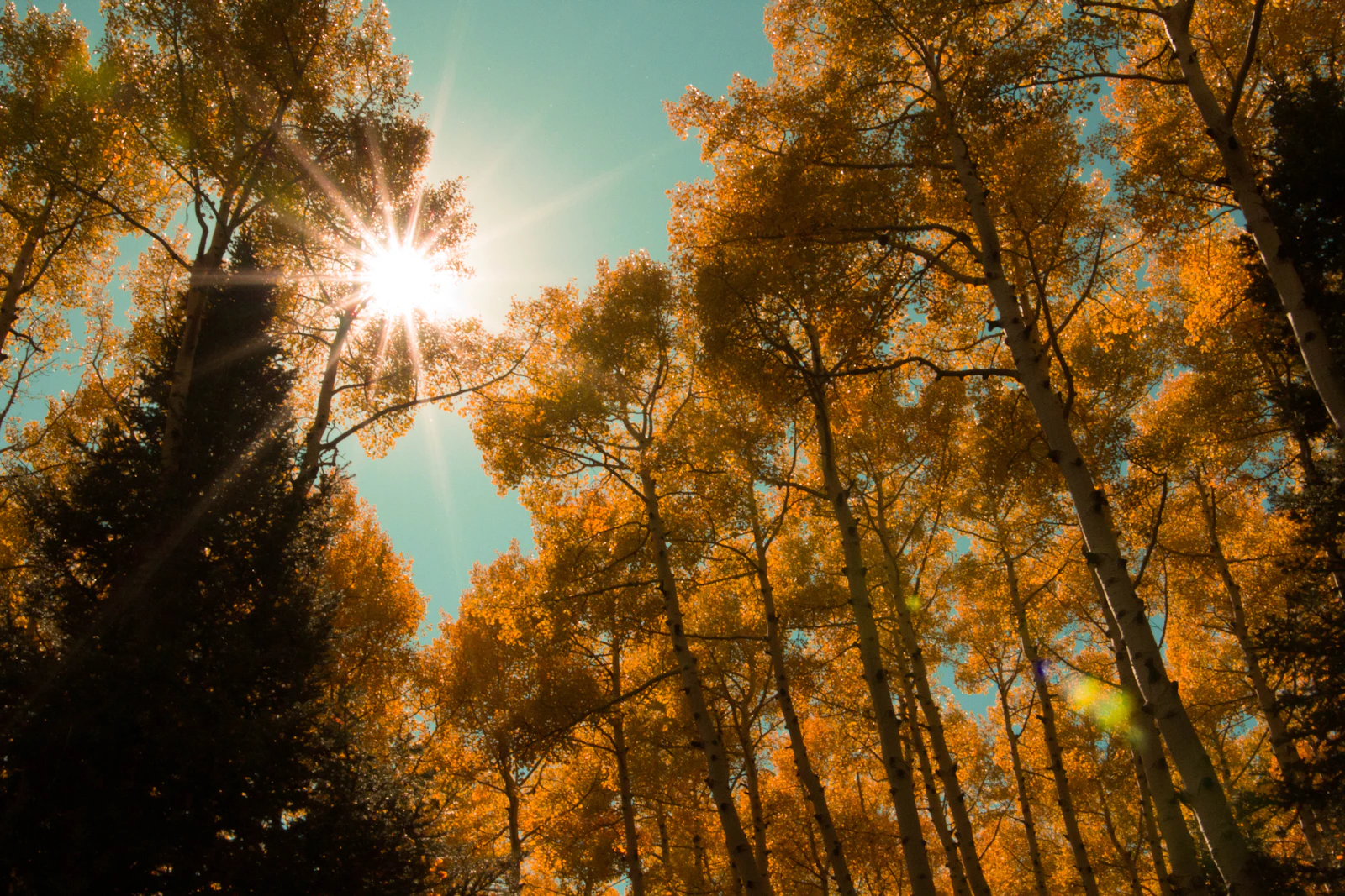 Flagstaff, Arizona photo 26 by Micah Fischer