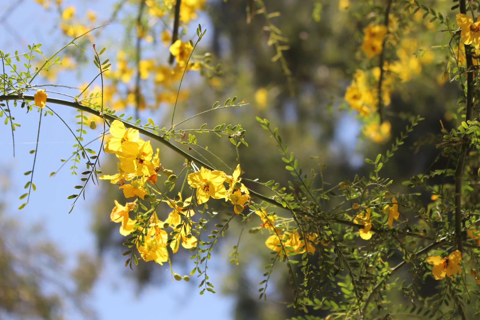 Scottsdale, Arizona photo 30 by Kristin Parmar